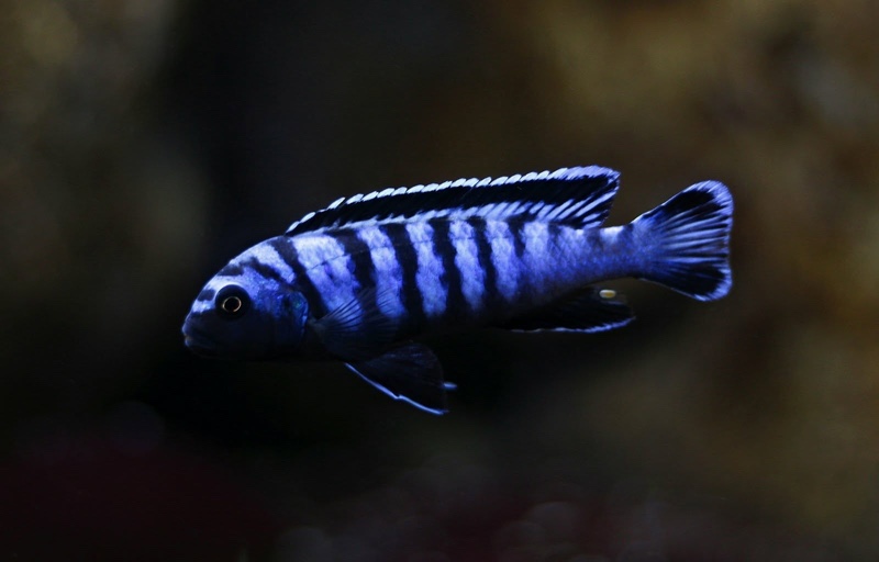 Chindongo sp. 'elongatus ornatus' Likoma Island